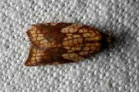 Acleris rhombana