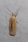 Agonopterix pallorella