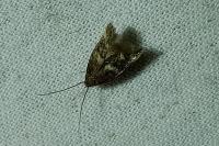 Oegoconia