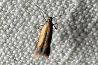 Coptotriche marginea