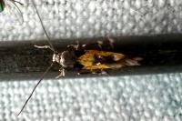 Mompha locupletella