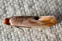 Tinea semifulvella