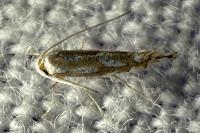 Phyllonorycter