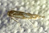 Phyllonorycter