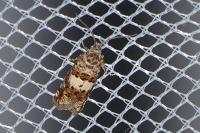 Epiblema
