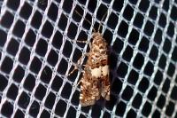 Epiblema
