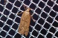 Bryotropha