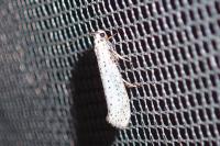 Yponomeuta evonymella