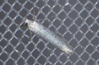 Yponomeuta evonymella