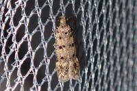 Bryotropha