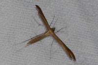 Stenoptilia