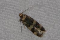 Oegoconia