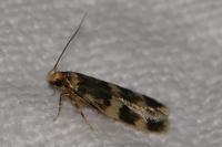 Oegoconia