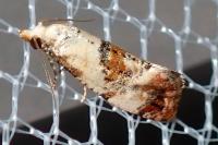 Neocochylis hybridella