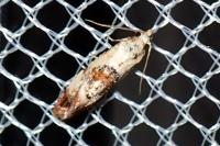 Neocochylis hybridella