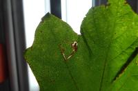 Stigmella aceris
