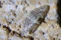 Alucita cancellata