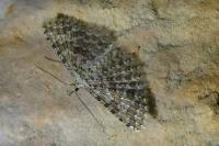 Alucita cancellata