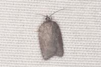 Acleris sparsana