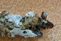 Dahlica triquetrella