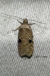 Agonopterix propinquella