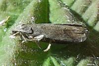 Grapholita funebrana