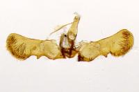 Grapholita funebrana