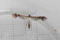 Oxyptilus