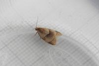 Clepsis rurinana