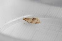 Clepsis rurinana