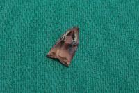 Archips podana