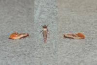 Tinea semifulvella