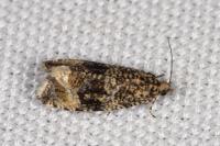 Celypha lacunana