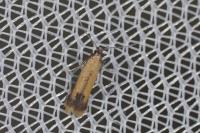 Coptotriche marginea