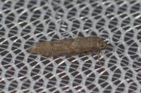 Blastobasis