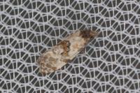 Neocochylis molliculana