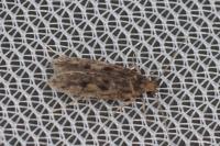 Hofmannophila pseudospretella