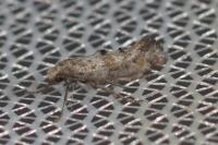 Epermenia