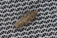 Scrobipalpa