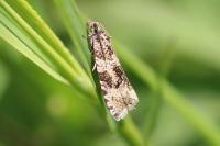Orthotaenia undulana