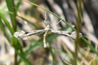 Platyptilia