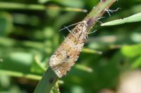 Celypha rivulana