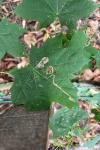 Stigmella aceris