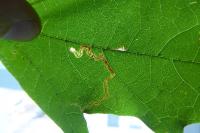 Stigmella aceris