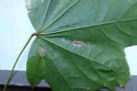Phyllonorycter joannisi