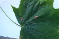 Phyllonorycter joannisi
