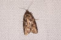 Cnephasia