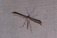 Emmelina monodactyla