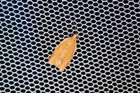 Clepsis consimilana