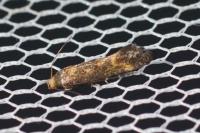 Apodia bifractella